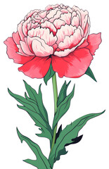 Canvas Print - PNG Peony cartoon drawing flower.