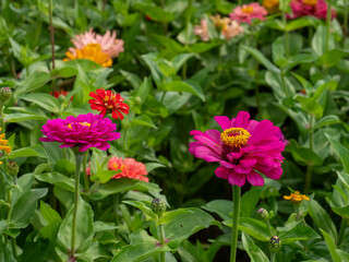 Wall Mural - Flowers Growing in a Garden