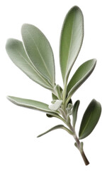 Poster - PNG Herbs plant leaf white background.