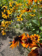 Blooming Rudbeckia. Orange and yellow flowers with a black fluffy center in the summer garden.Flower background