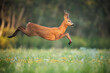 © WildMedia - Roe Deer Buck Leaping Through Sunlit Meadow in Summer Nature