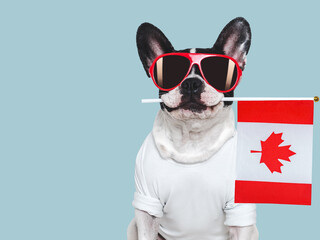 Wall Mural - Charming puppy, sunglasses and Canadian Flag. Travel preparation and planning. Close-up, indoors. Studio shot, isolated background. Vacation, travel and tourism concept. Pets care