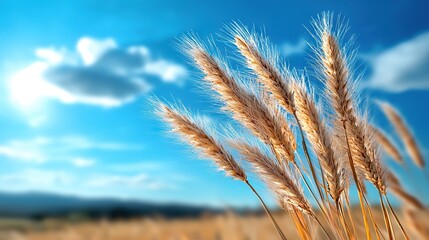   A close-up of a plant in a field against a blue sky and cloudy backdrop