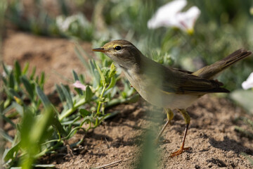 Wall Mural - Common Chiffchaff perched on ground at a farm in Bahrain