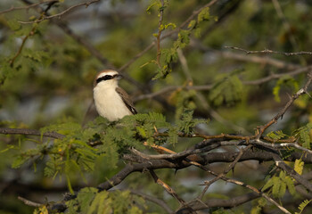 Wall Mural - Red-tailed Shrike perched on acacia tree at Jasra, Bahrain