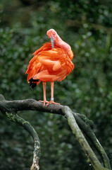 Wall Mural - Ibis rouge,.Eudocimus ruber, Scarlet Ibis