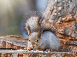 Poster - A squirrel sits on a stump and eats nuts in autumn.