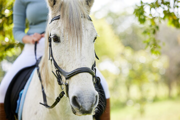 Canvas Print - Horse, ride and equestrian in countryside with animal training, exercise and rider workout on field. Nature, forest and ranch with leisure hobby and stallion with person and fitness for sports