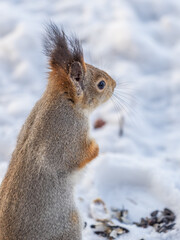 Wall Mural - The squirrel in winter sits on white snow.