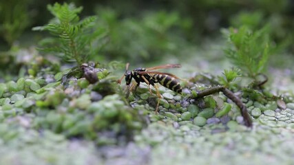 Wall Mural - Wasp exploring a green and rocky surface