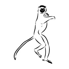 Wall Mural - Verreaux's sifaka - vector illustration sketch hand drawn with black lines