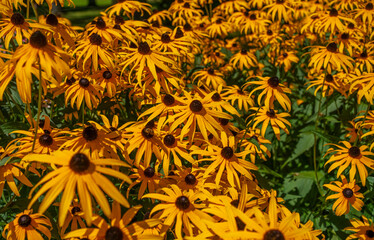 yellow flowers in the garden. Black eyed susan flowers. Yellow floral background