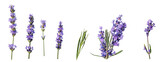 lavender isolated . purple, aromatherapy,  medicine, , homeopathic, bundle, decoration