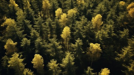 Wall Mural - Aerial View of a Lush Forest in Autumn