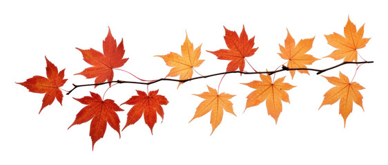 Wall Mural - png maple leaves branch plant leaf tree.