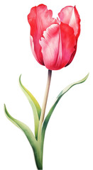 Poster - PNG Tulip flower plant watercolor painting.