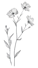 Poster - PNG Minimal line art Hand drawn a wildflower for logo illustrated drawing sketch.