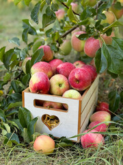 Apples delicious crispy red juicy fruits in wooden box with heart in garden.