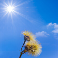 Wall Mural - closeup dry wild flowers on blue sunny sky background