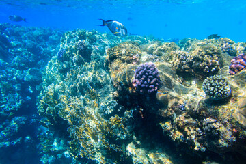 Sohal surgeonfish (Acanthurus sohal) or sohal tang, is a Red Sea endemic. Sohal surgeonfish on coral reef in the Red sea in Ras Mohammed national park. Sinai peninsula in Egypt