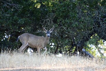 deer in the woods