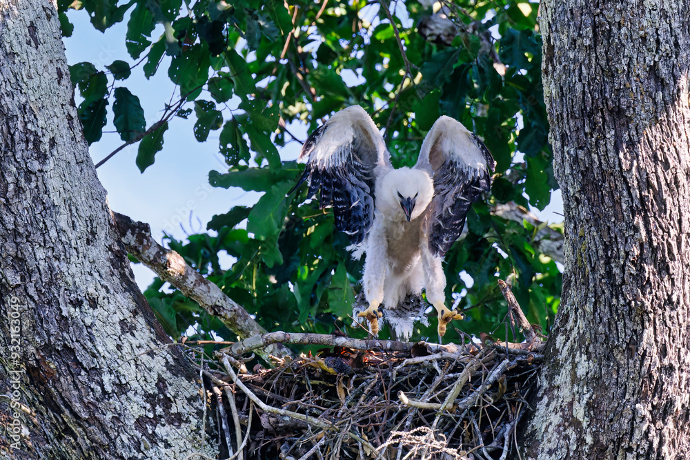 Four month old Harpy eagle chick (Harpia harpyja), testing its wings in the nest, Alta Floresta, Amazon, Brazil