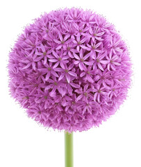 Wall Mural - PNG Allium flower purple plant.