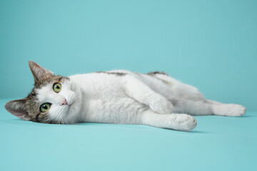 Wall Mural - An alert white and tabby cat reclines on a blue backdrop, its gaze fixed to the side. Its distinctive markings and curious expression are captured in a relaxed yet engaging pose