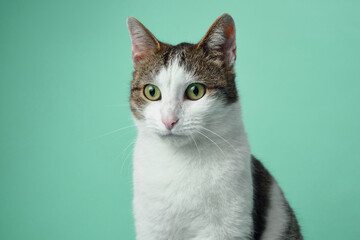 Wall Mural - A curious white and tabby cat with vivid green eyes is attentively poised against a light blue background.