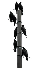 Poster - PNG Crows on the sky silhouette animal black.