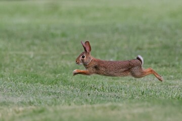 Wall Mural - Rabbit leaping across a grassy field, captured mid-air on a sunny day