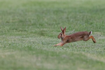 Wall Mural - Rabbit leaping across a grassy field, captured mid-air on a sunny day