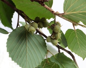 Wall Mural - Corylopsis spicata tree with small fruits close up