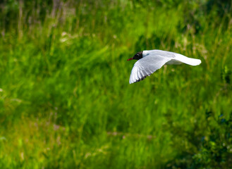 An Elegant Bird Soars Gracefully in Flight Over the Tranquil and Serene Water Below