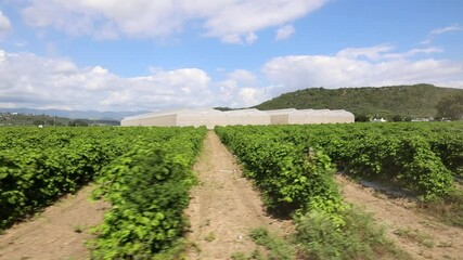 Poster - Drone shot of a lush tomato field on a sunny day with mountain and greenhouses in the background