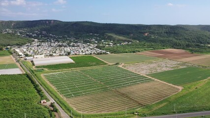 Poster - Drone of lush tomato field on a sunny day with mountain, buildings and greenhouses in the background