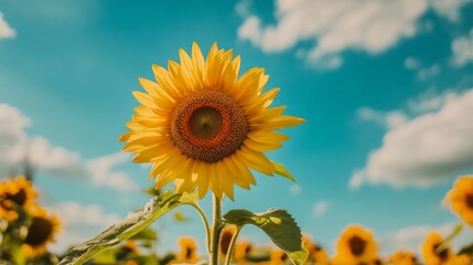 Canvas Print - A vibrant sunflower stands tall against a blue sky with fluffy clouds.