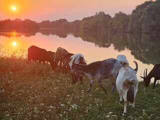 sunset, sunset by the river, goats and sunset in the mountains