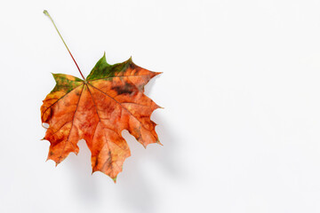 Wall Mural - colorful autumn leaf on white table. beautiful single multicolored big maple leaf isolated on white 