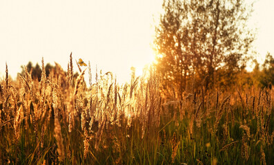 Canvas Print - Beautiful sunny grassland landscape of sunset. golden hour landscape. atmosphere nature harmony peaceful image. Tranquil summer autumn nature abstract background. Idyllic nature