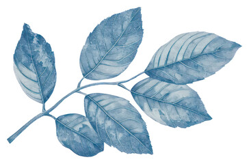 Wall Mural - PNG  Antique of leaf drawing sketch plant.