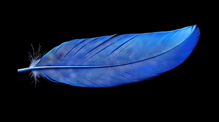 Poster -   Blue bird feather close-up on black background with water droplet