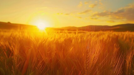 Canvas Print - Golden Sunset Over Wheat Field