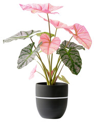 Sticker - PNG Pink Caladium plant anthurium blossom.