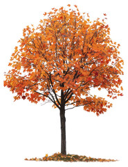 Wall Mural - PNG  Vibrant autumn tree with orange leaves