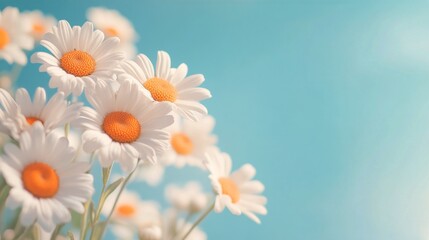 Wall Mural - Bright daisies blooming against a clear blue sky in springtime