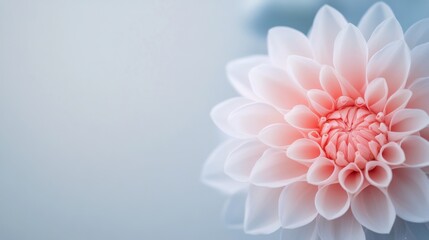 Sticker - Close-up of a delicate pink and white flower on a blurred background