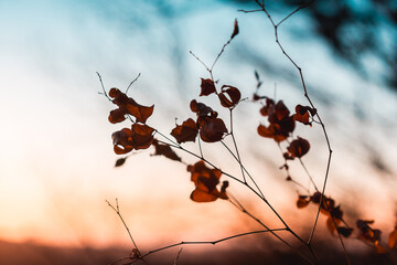 Wall Mural - Autumn branch with dry leaves in the forest against the backdrop of sunset. A feeling of coziness, calm, happiness, freedom and relaxation. An escape from the hustle and bustle.