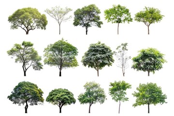 Wall Mural - A collection of trees on a clean and simple white background