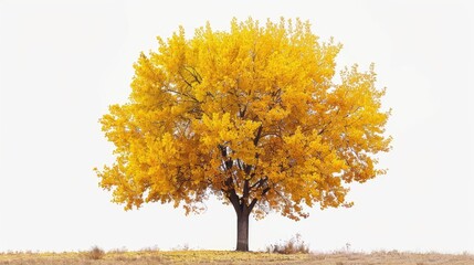 Poster - A single tree standing tall in a green field with vibrant yellow leaves